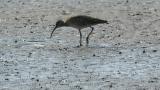 Foraging Whimbrel
