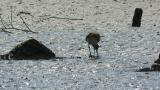 Foraging Whimbrel