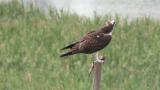 Western Osprey with fish