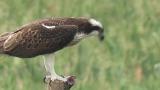 Western Osprey eating fish