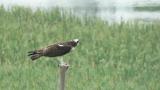 Western Osprey eating fish