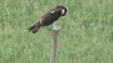 Western Osprey with fish