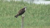 Western Osprey, defecation