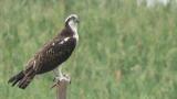 Western Osprey looking around after eating