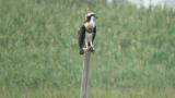 Western Osprey after eating