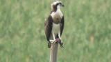 Western Osprey after eating