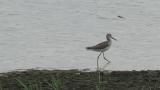 Walking Common Greenshank