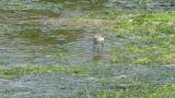 Foraging Terek Sandpiper