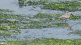 Foraging Terek Sandpiper