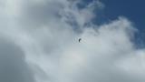 Eurasian Skylark singing in flight