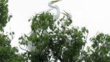 Great Egret feeding young birds (colony)