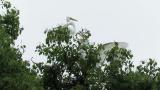 Great Egret feeding young birds (colony)