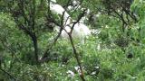 Begging juvenile Great Egrets at nest