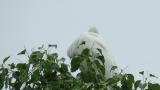 Great Egret in colony, preening