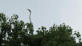 Great Egret in colony