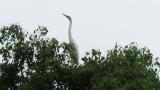 Great Egrets in colony
