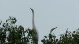 Great Egrets in colony, yawning