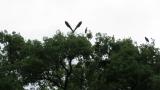 Grey Herons and Black-crowned Night-herons in colony