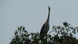 Grey Herons in colony