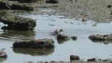 Common Sandpiper, bathing