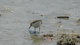 Foraging Common Sandpiper