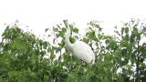 Intermediate Egret in colony