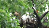 Nest of Intermediate Egret in colony