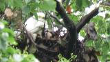 Nest of Intermediate Egret in colony