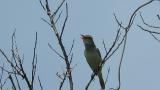 Singing Oriental Reed Warbler