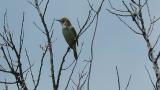 Singing Oriental Reed Warbler