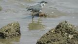 Striated Heron, bill opening