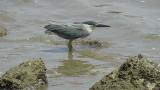 Striated Heron, standing still