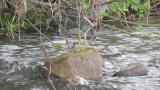 Striated Heron, resting in hidden location