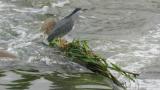 Perched Striated Heron