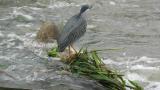 Perched Striated Heron