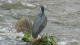 Perched Striated Heron