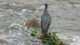 Perched Striated Heron.  Some movement.