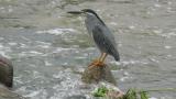 Perched Striated Heron