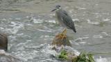 Striated Heron, slow movement