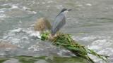 Striated Heron extending the neck