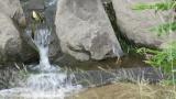 Striated Heron, walking