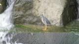 Striated Heron, walking