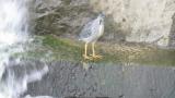 Striated Heron drinking water