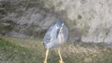 Striated Heron, walking