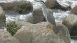 Striated Heron gradually retracted the neck