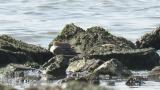 Dunlins, preening
