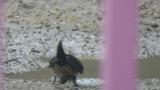 Red-rumped Swallow collecting mud