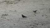 Red-rumped Swallow collecting mud