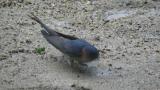 Red-rumped Swallow collecting mud