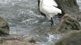 Foraging Little Egret
